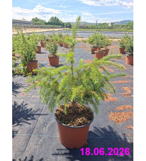 Picea omorika C 3 L